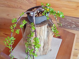 Small Leaf Jade Easy Care