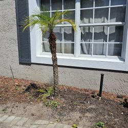 5 FT ROBELLINI  TREE   NEW 