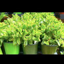 Curly Jade / Ripple Jade Plant