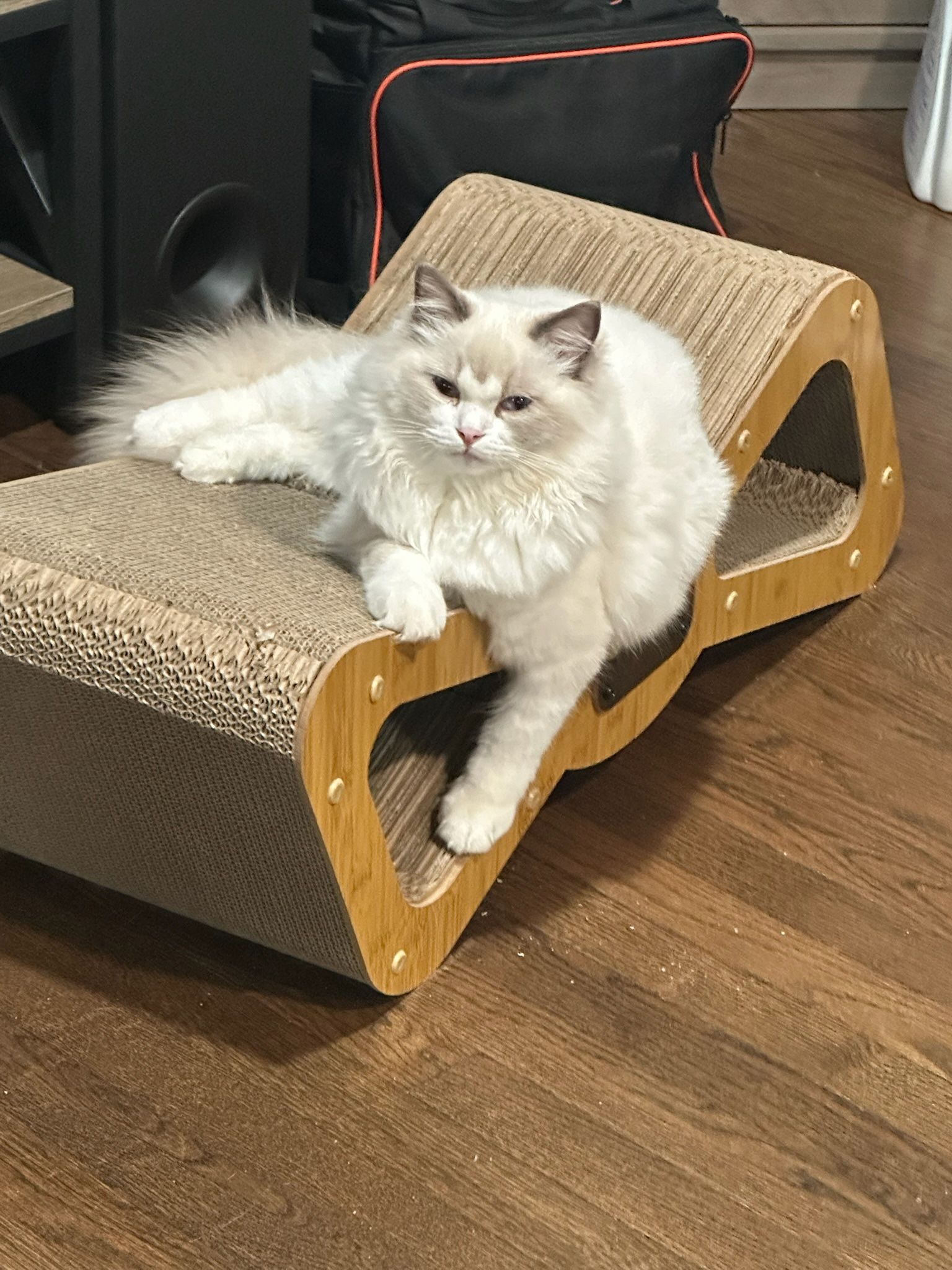 Cat Scratching Cardboard ,Bow Tie Cat Scratcher Cardboard