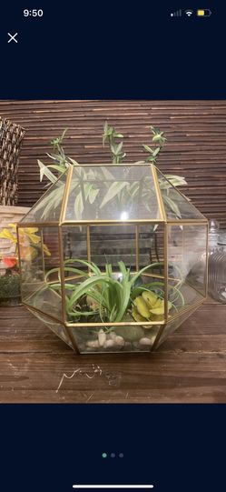 Terrarium / Succulents