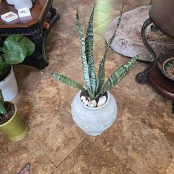 Three Ft Sansevieria Snake Plant In Ceramic Pot With Shells 