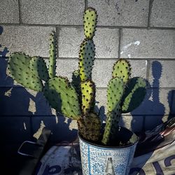 Opuntia Ficus  Flor Amarilla