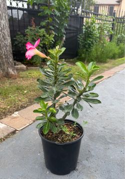 Desert Rose/ Rosa del Desierto