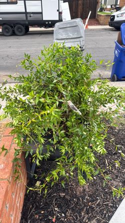 Free Carolina Jasmine