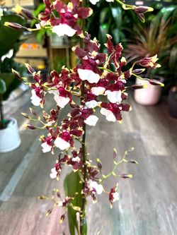 Sharry Baby Chocolate Orchid Fragrant
