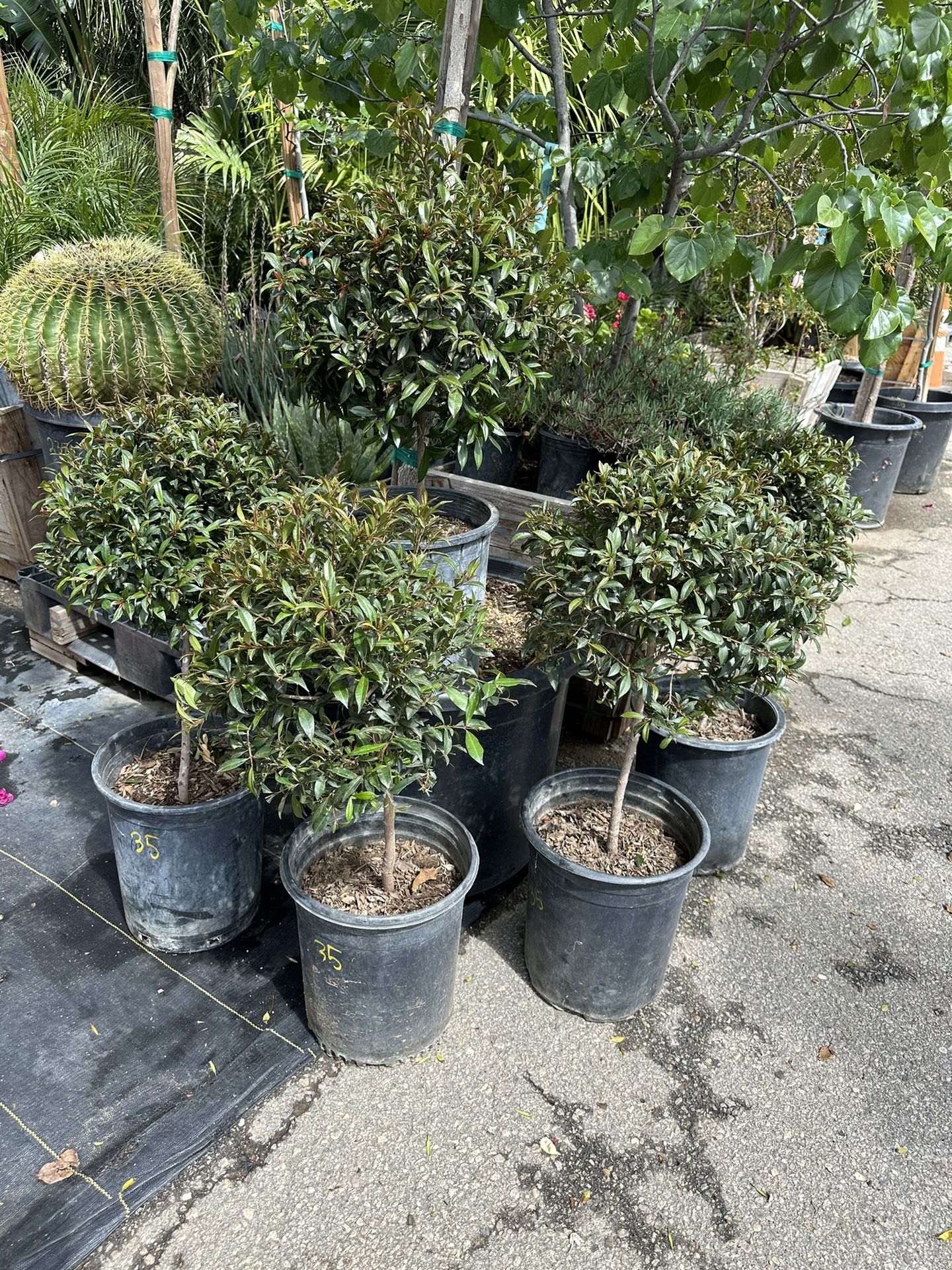 Euginia Topiary Bonsai