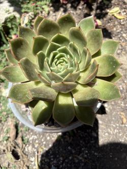 Huge succulent