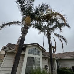 Palm Trees