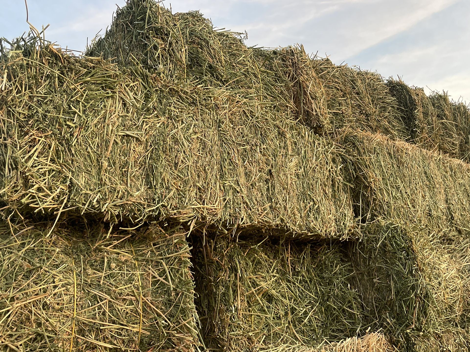 Alfalfa Hay