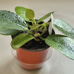 Starter Hoya Australia
