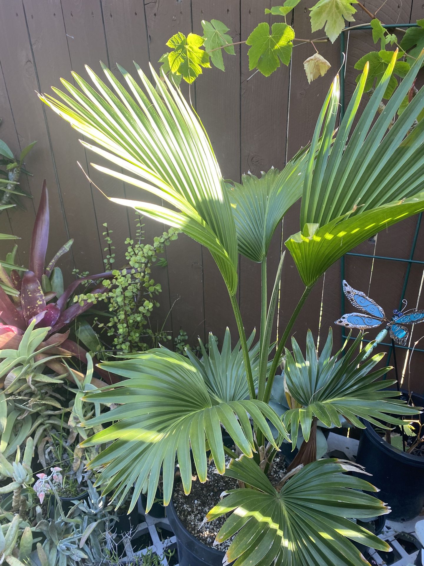 Pritchardia martii palm “Hawaiian Fan Palm”