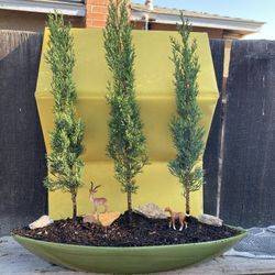 Bonsai, Italian Cyprus I Saw Forest Style $110