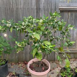 Orange 🍊 Fruit Tree 