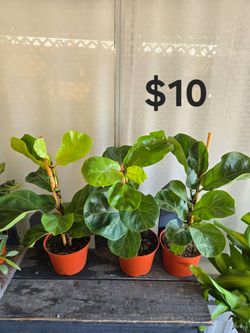 Fiddle leaf fig