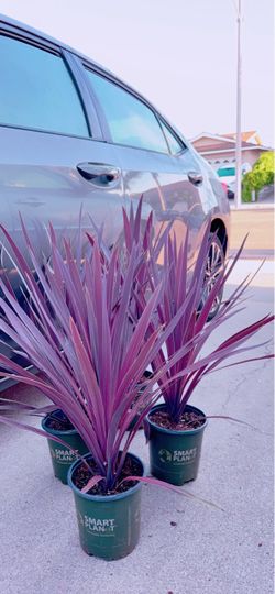 Australis Red Star Cordyline 🪴 $10 each