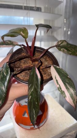 Pink princess Philondendron