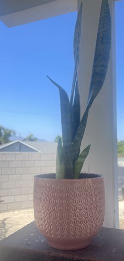 Snake Plant