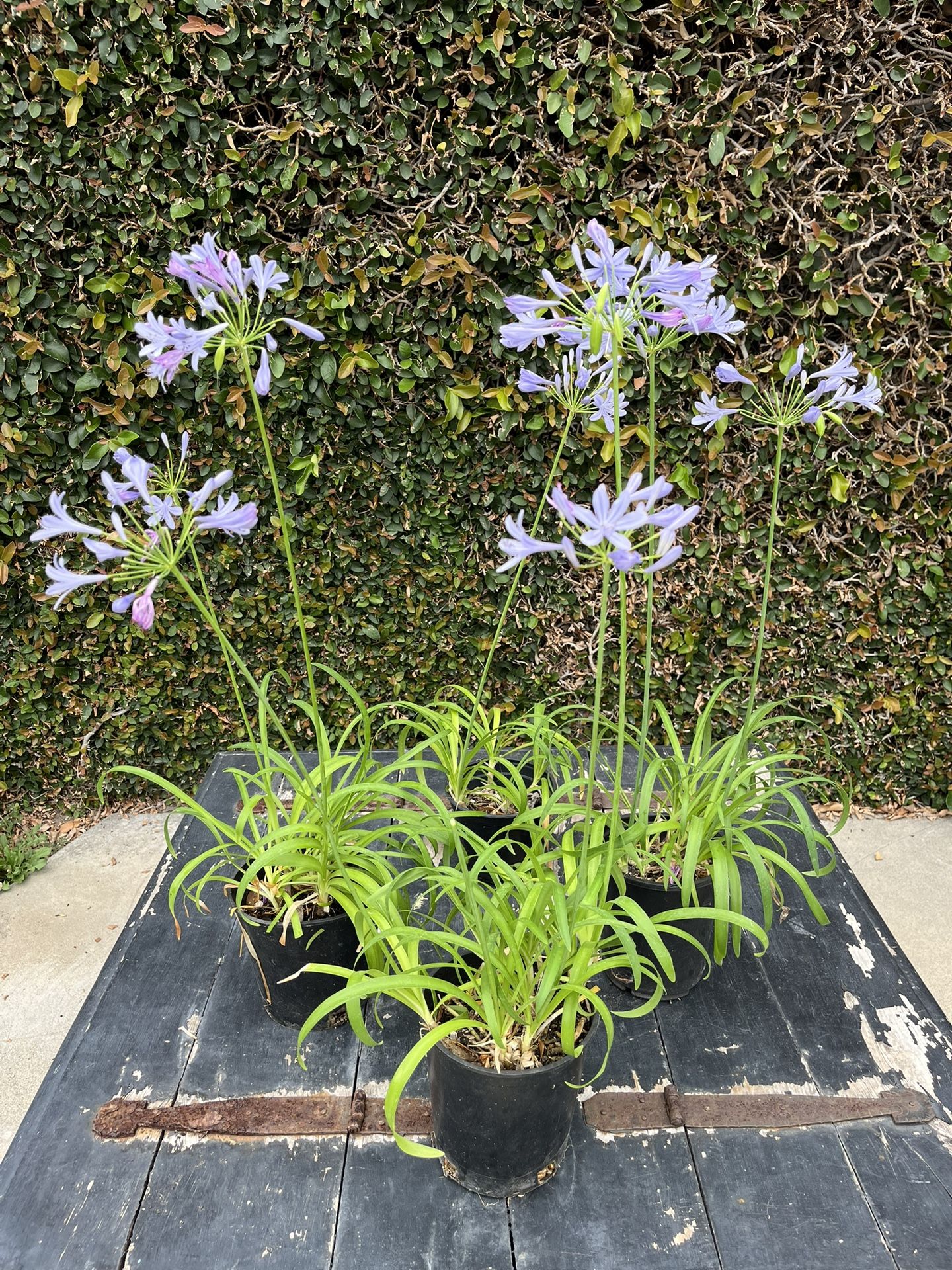 Plants