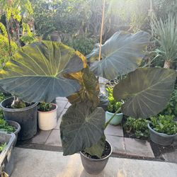 Big Elephant Ear