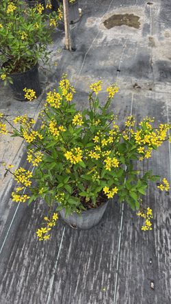 Thryallis Yellow – 3 Gallon | $8 Each