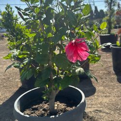 Hibiscus