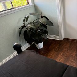 Rubber plant