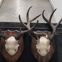 Paired Pottery Barn Mounted Antler Plaques
