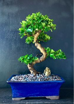 Bonsai Fukien Tea