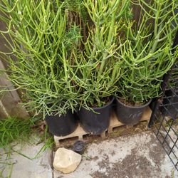 Fire stick Succulents 
