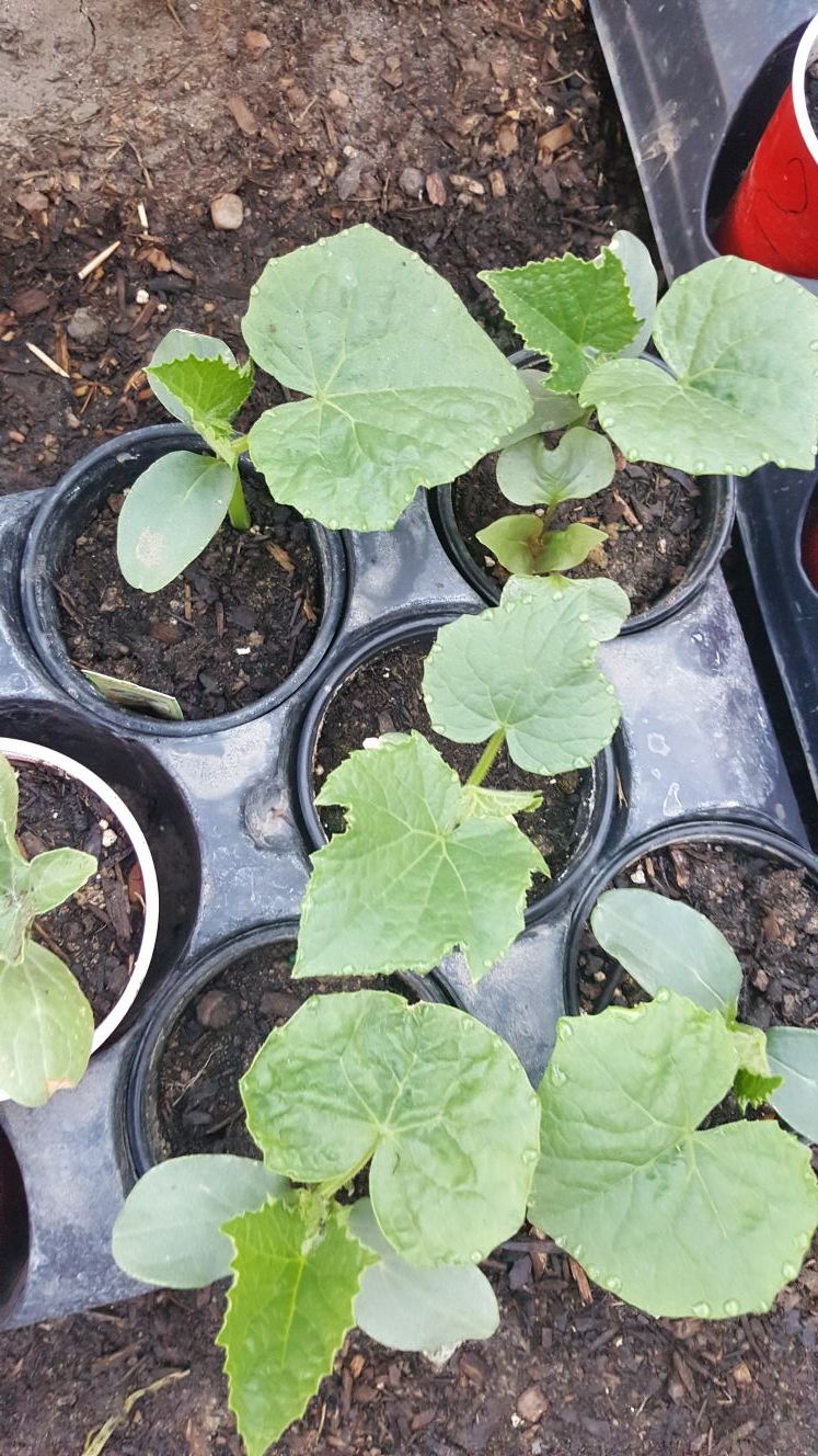 Organic cucumber 🥒 plants