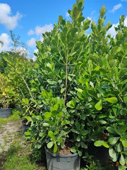 Large clusia Hedges 25gl 6.5-7ft🏡$95