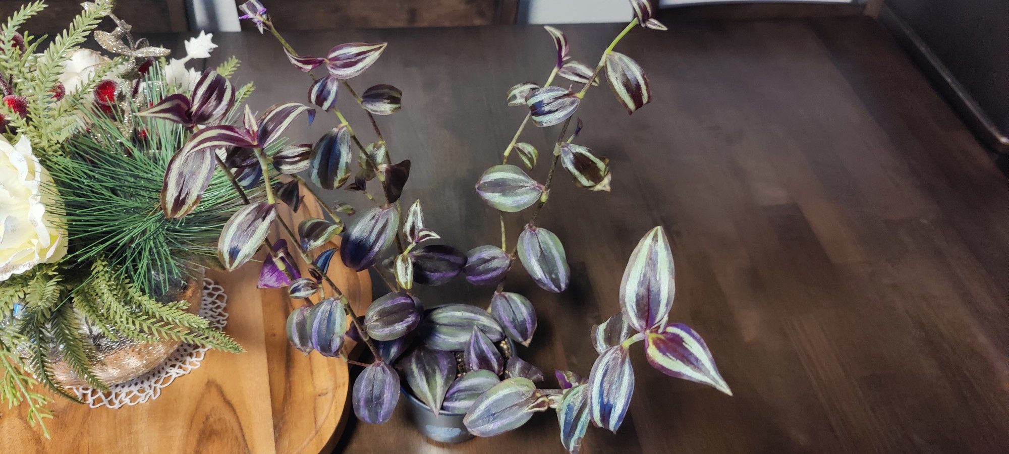 Tradescantia Zebrina Starter 