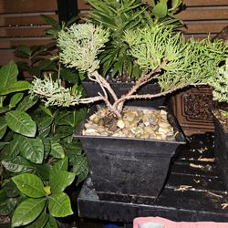 Juniper Bonsai