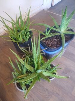 Aloe vera plants