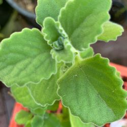 Vaporu Planta / Mide 20 Pulgadas /