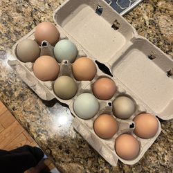Fresh Chicken Eggs 