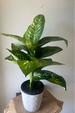 Dieffenbachia Potted Indoor Plant