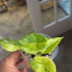 Alocasia Scalprum Aurea 