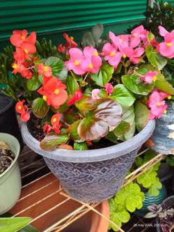 Begonias