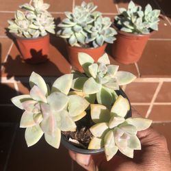 Set Of 4 Succulents 