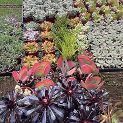 4 inch succulent plants in Covina just $3