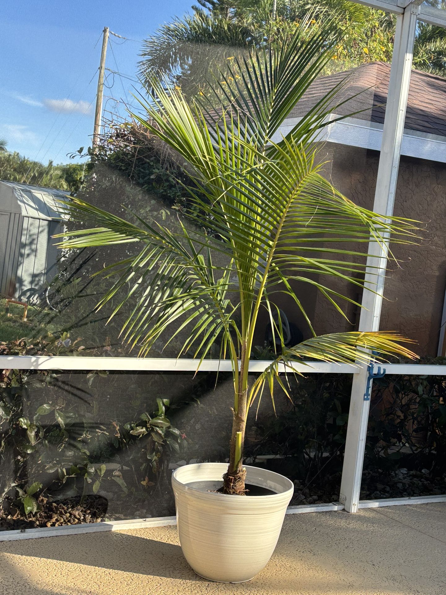 Coconut Palm Tree In Huge Pot and Stand