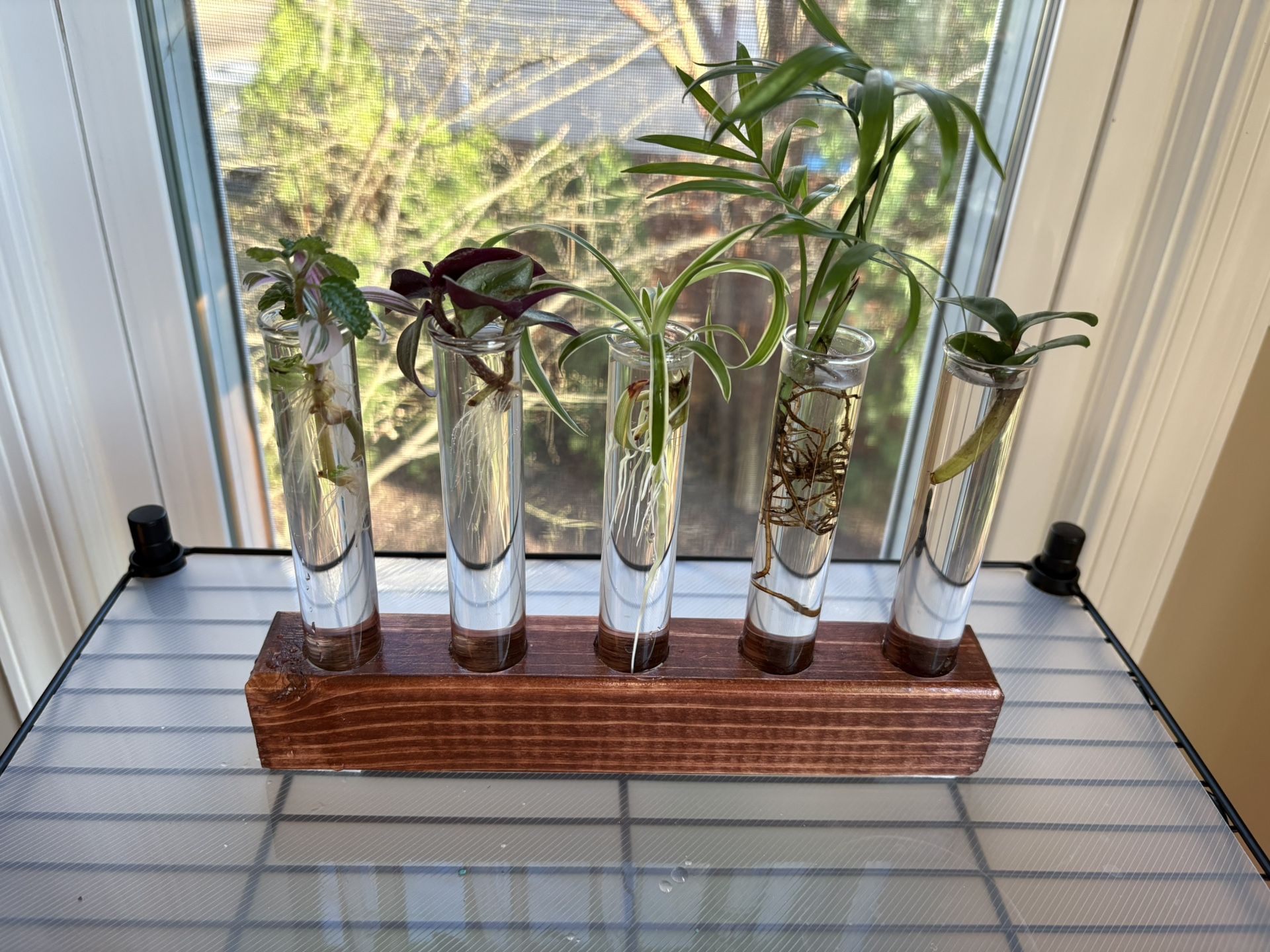 Assorted distressed yellow pine plant holders with rooted house plant cuttings
