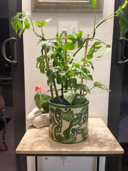 Baby Monstera in pot