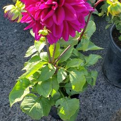 Succulents Cacti And Flowers 