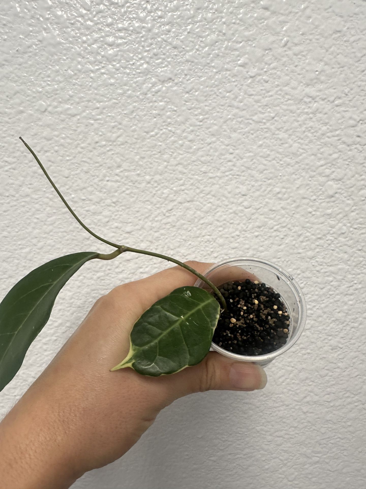 Hoya Verticillata Tanggamus Albo
