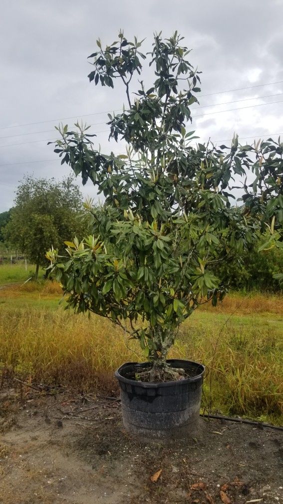 Magnolia Trees All Sizes To Deliver And plant