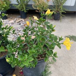 Plants