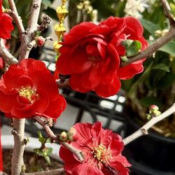 5-7 Gallon Double Take Quince Bonsai Plant  Đào NhậtBonsai 